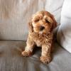 Puppies for sale Netherlands, Petten Labrador