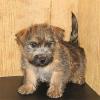 Puppies for sale Cyprus, Protaras Other breed
