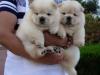 Puppies for sale Cyprus, Protaras Chow Chow