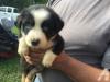 Puppies for sale Cyprus, Ayia Napa Australian Shepherd
