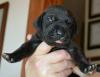 Puppies for sale Cyprus, Nicosia Other breed