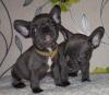 Puppies for sale Spain, Barcelona French Bulldog