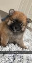 Puppies for sale Armenia, Gyumri Pomeranian Spitz