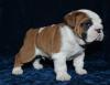 Puppies for sale Spain, Madrid English Bulldog
