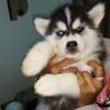 Puppies for sale Cyprus, Nicosia Other breed