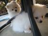 Puppies for sale Ireland, Dublin Pomeranian Spitz