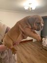 Puppies for sale USA, New York English Bulldog
