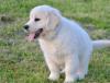 Puppies for sale USA, New York Golden Retriever