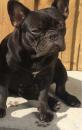 Puppies for sale Sweden, Malmo French Bulldog