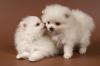 Puppies for sale Spain, Barcelona Pomeranian Spitz