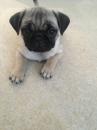 Puppies for sale USA, Colorado Pug