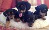 Puppies for sale Cyprus, Larnaca Dachshund