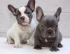 Puppies for sale Cyprus, Larnaca French Bulldog