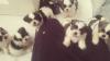 Puppies for sale Cyprus, Larnaca Shih Tzu