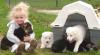 Puppies for sale Cyprus, Larnaca German Shepherd Dog
