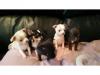 Puppies for sale Cyprus, Larnaca Chihuahua