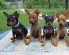 Puppies for sale Cyprus, Larnaca Doberman
