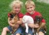 Puppies for sale Cyprus, Larnaca Boxer