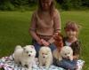 Puppies for sale Cyprus, Larnaca Eskimo dog