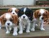 Puppies for sale Cyprus, Larnaca King Charles Spaniel