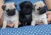 Puppies for sale Cyprus, Larnaca Pug