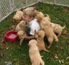 Puppies for sale Cyprus, Larnaca Golden Retriever
