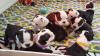 Puppies for sale Cyprus, Larnaca Boston Terrier