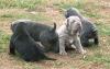 Puppies for sale Cyprus, Larnaca Neapolitan Mastiff