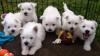 Puppies for sale Cyprus, Larnaca West Highland White Terrier