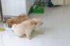 Puppies for sale Cyprus, Larnaca Chow Chow