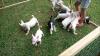 Puppies for sale Cyprus, Larnaca Bull Terrier