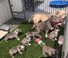 Puppies for sale Cyprus, Larnaca American Pit-Bull Terrier