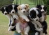 Puppies for sale Cyprus, Larnaca Border Collie
