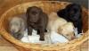 Puppies for sale Cyprus, Larnaca Labrador Retriever