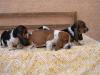 Puppies for sale Cyprus, Larnaca Basset Hound