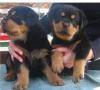 Puppies for sale Cyprus, Larnaca Rottweiler