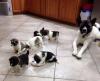 Puppies for sale Cyprus, Larnaca Akita