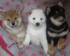 Puppies for sale Cyprus, Larnaca Other breed