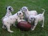 Puppies for sale Cyprus, Larnaca Dalmatian