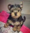 Puppies for sale Sweden, Lidkoping Yorkshire Terrier