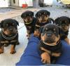 Puppies for sale USA, Colorado Rottweiler