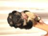 Puppies for sale USA, Texas Australian Shepherd