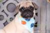 Puppies for sale USA, Florida Pug