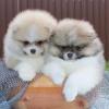 Puppies for sale USA, Nevada Pomeranian Spitz