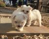 Puppies for sale Spain, Toledo Maltese