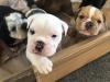 Puppies for sale USA, Nevada English Bulldog