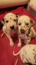 Puppies for sale USA, Florida Dalmatian