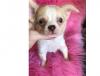 Puppies for sale USA, Texas Chihuahua