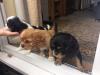 Puppies for sale United Kingdom, Bradford King Charles Spaniel