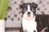 Puppies for sale USA, California Boston Terrier